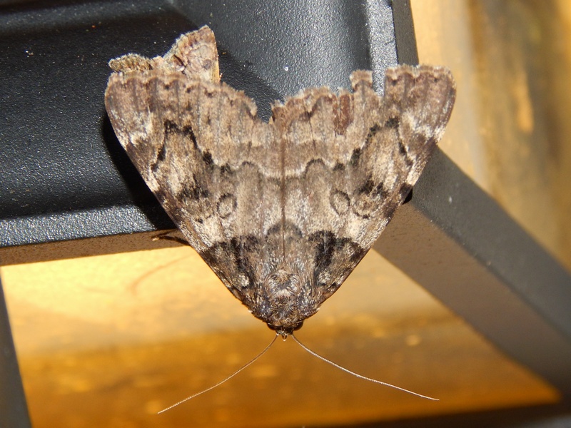 Catocala conjuncta - Erebidae